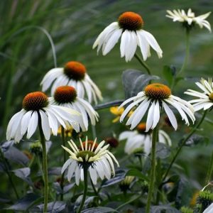 Echinacea purpurea White Swan