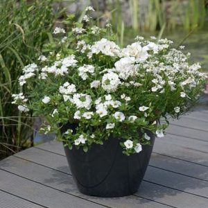 Effortless chic - Easyplanter for hanging baskets & patio pots