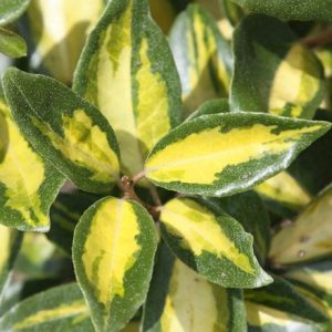 Elaeagnus × submacrophylla Limelight