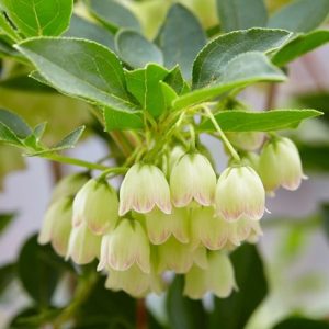 Enkianthus campanulatus Prettycoat ('Jww10') (PBR)