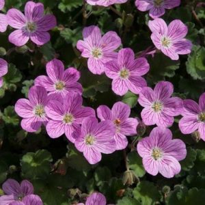 Erodium × variabile William Bishop