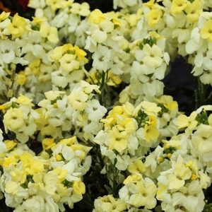 Erysimum Sugar Rush Primrose (Sugar Rush Series)