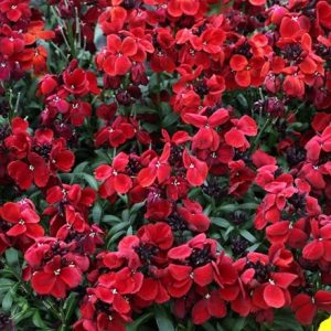 Erysimum Sugar Rush Red (Sugar Rush Series)