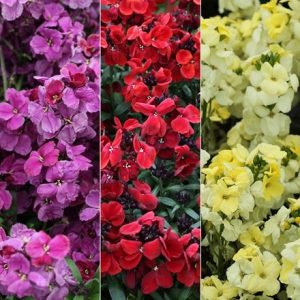 Erysimum ( wallflower ) Sweetly fragrant collection