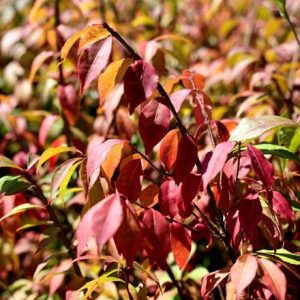 Euonymus alatus Timber Creek