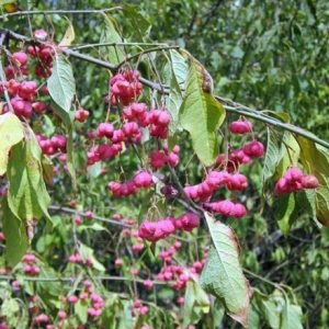 Euonymus phellomanus