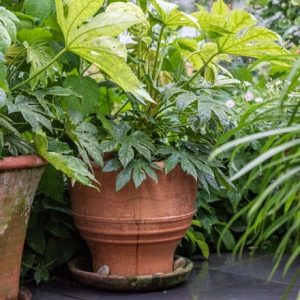 Exara terracotta pot & Fatsia japonica Tsumugi-shibori