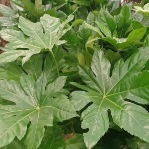 Fatsia japonica