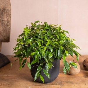 Ficus benjamina Green Kinky