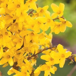 Forsythia × intermedia Week End ('Courtalyn')