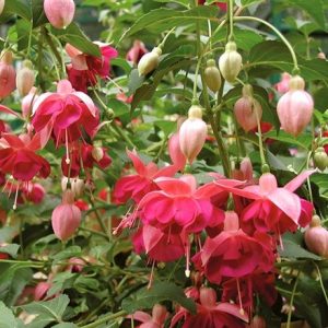 Fuchsia Garden News