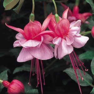 Fuchsia Heidi Ann