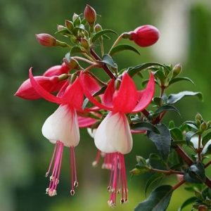 Fuchsia Snowcap