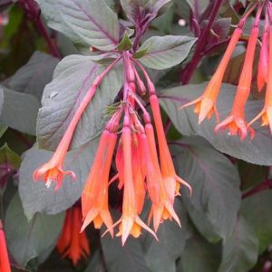 Fuchsia Thalia