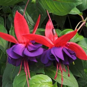 Fuchsia Voodoo