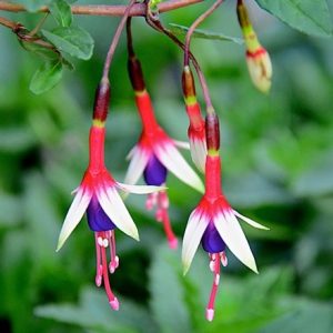Fuchsia magellanica 'Arauco'