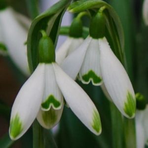 Galanthus nivalis Viridapice