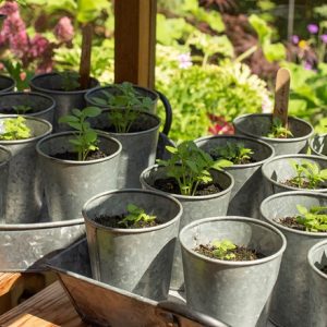 Galvanised metal pots - set of 6