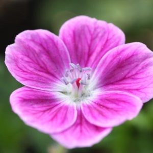 Geranium Elke