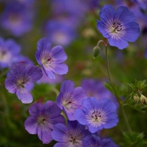 Geranium Rozanne ('Gerwat') (PBR)