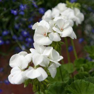 Geranium White