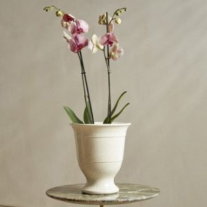 Glazed crackle urn orchid pot - ivory