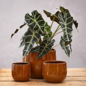 Glazed round plant pot - mustard