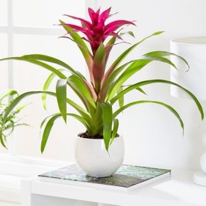 Guzmania Voilà