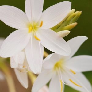 Hesperantha coccinea Ice Maiden