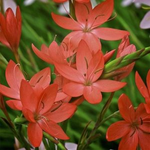 Hesperantha coccinea Oregon Sunset