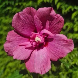 Hibiscus syriacus Flower Tower Ruby ('Gandini van Aart Ruby') (PBR)