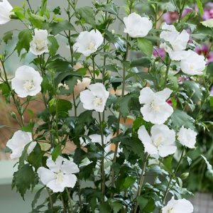 Hibiscus syriacus Flower Tower White ('Gandini van Aart') (PBR)