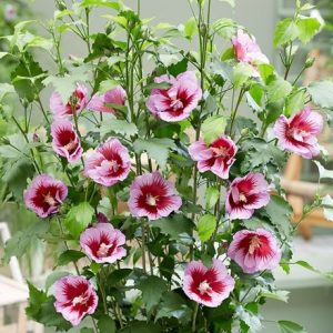 Hibiscus syriacus Gandini Santiago (PBR)