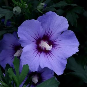 Hibiscus syriacus Oiseau Bleu