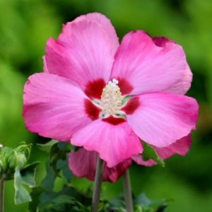 Hibiscus syriacus Woodbridge