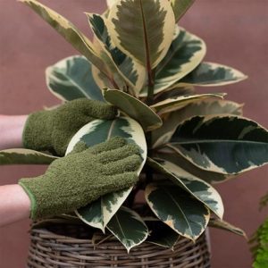 Houseplant dust remover gloves