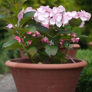 Hydrangea and arc pot combination