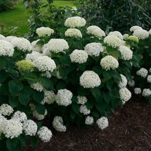 Hydrangea arborescens Bellaragazza Limetta ('Ncha8') (PBR)