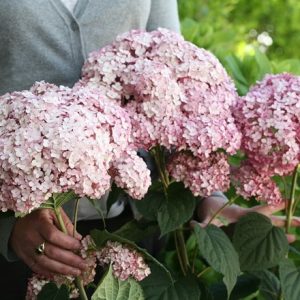 Hydrangea arborescens Sweet Annabelle ('Ncha4') (PBR)