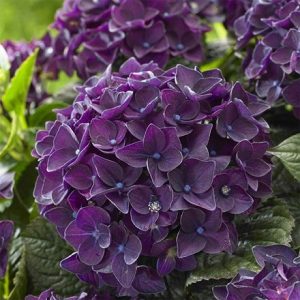 Hydrangea macrophylla Deep Purple Dance ('Schrolla02') (PBR) (Music Series)