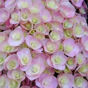 Hydrangea macrophylla Love ('Youme H1917') (PBR)