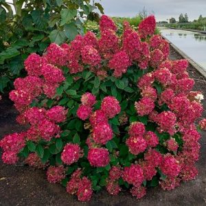 Hydrangea paniculata Fire Light ('Smhpfl') (PBR)