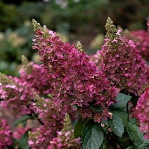 Hydrangea paniculata Pinky-Winky ('Dvppinky') (PBR)