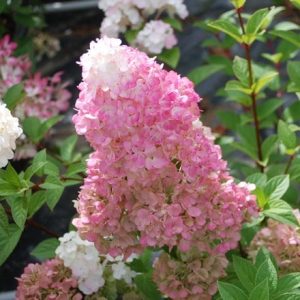 Hydrangea paniculata Sundae Fraise ('Rensun') (PBR)