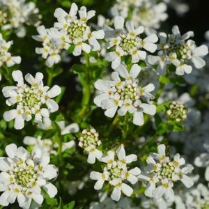 Iberis sempervirens Appen-Etz