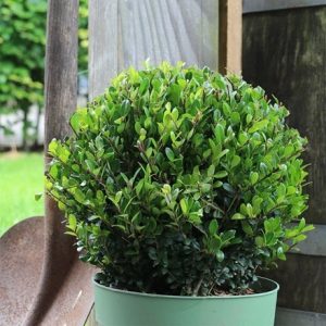 Ilex crenata Jenny (PBR)