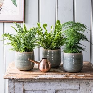 Indoor fern collection