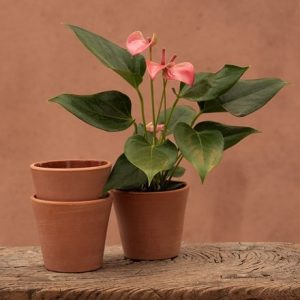 Indoor propagating pots - glazed inside - set of 3