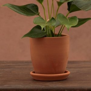 Indoor terracotta pot with glazed saucer