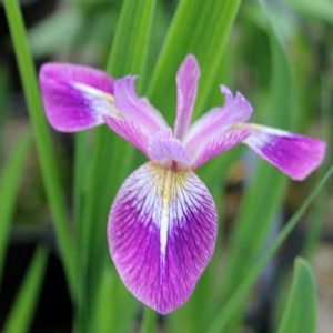 Iris versicolor